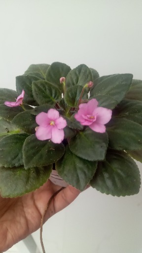 بنفشه آفریقایی با کیفیت|گلکده بهاران