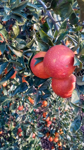  پرتقال خونی|آی دکه